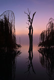 Foggy silhouetted trees on he lake at sunrise