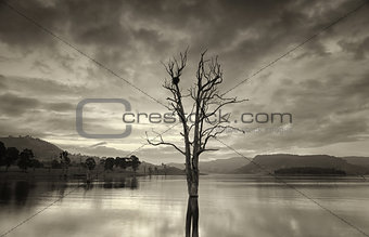 Large leafless tree in lake with birds nest