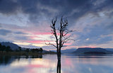 Cool hues over the lake with large tree and nest