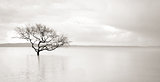 Lone mangrove tree in still waters