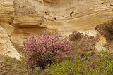 Blossom tree among stone cliffs