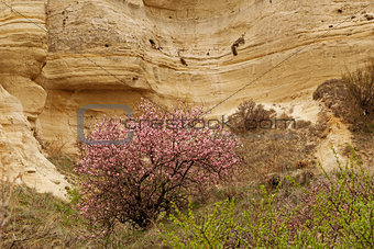 Blossom tree among stone cliffs