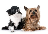 young chihuahua and yorkshire terrier
