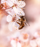 Little bee pollinates cherry flowers
