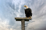 American Bald Eagle Perched on a Pole