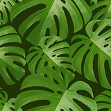 Background with tropical palm leaves. Exotic tropical plants.
