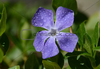 Periwinkle flower close-up