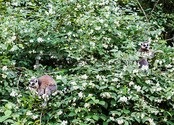 The ring-tailed lemurs, Lemur catta, on the blossom tree in springtime