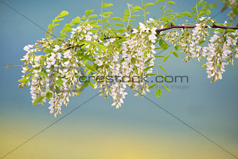 Branch of Acacia Flowers