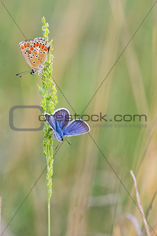 Polyommatus bellargus, Adonis Blue butterfly