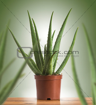 Aloe Vera in a Plastic Pot Over Green Background