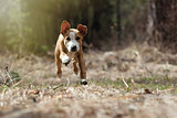 Running dog, Staffordshire Terrier