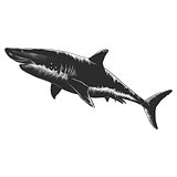 Shark illustration