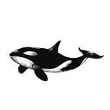Killer whale illustration