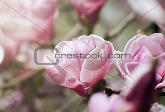 Beautiful magnolia tree blossoms in springtime. Bright magnolia flower against blue sky. Romantic floral backdrop