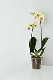 yellow phalaenopsis orchid