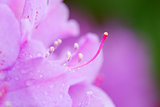 Close-up of beautiful pink Azaleas flowers in springtime.