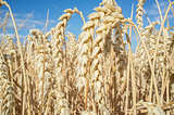 Wheat ears full of grains at cereal field over blue sky