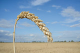 One grain ear at wheat field over blue sky