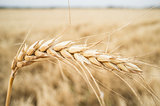 One grain ear over wheat grain field