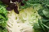 Cabbage, lettuce mint, basil, dill as a food background.