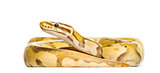 Firefly python, isolated on white