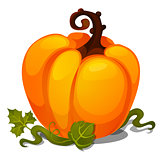 Ripe pumpkin isolated on white background. Sketch for poster or card for holiday of all evil spirits Halloween or thanksgiving day. Vegetarian diet and healthy fitness menu. Vector cartoon close-up.
