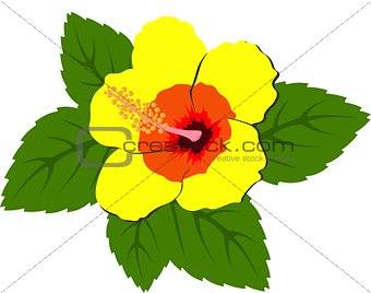 Beautiful red hibiscus flowers with leaves