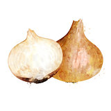 Onion on white background. Watercolor illustration