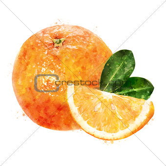 Orange on white background. Watercolor illustration