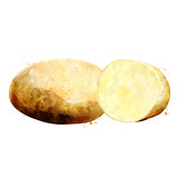 Potato on white background. Watercolor illustration