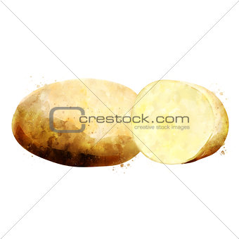 Potato on white background. Watercolor illustration
