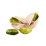 Pistachios on white background. Watercolor illustration