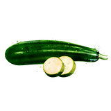Zucchini on white background. Watercolor illustration