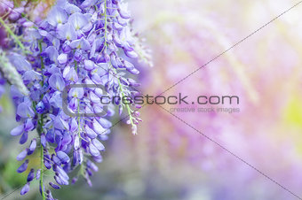 beautiful flowers made with color filters. abstract nature spring Background
