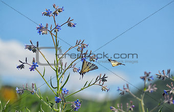 Swallowtail Butterlflies on flower