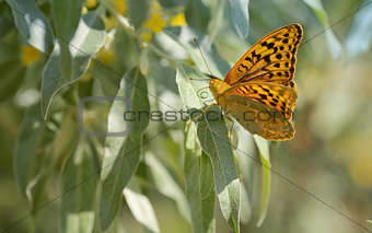Monarch butterflies on willow
