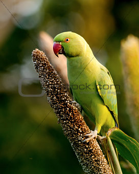 Rose-ringed parakeet female