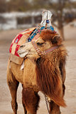 Portrait of turkish camel