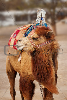 Portrait of turkish camel