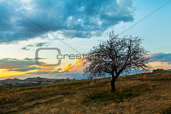 Sunset and lonley tree in the field
