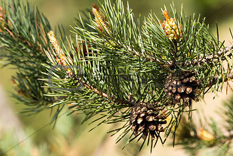 Pine cone on the tree