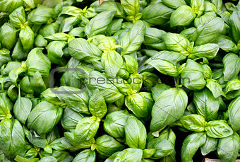Green basil on the market