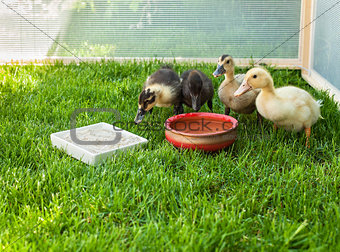 Cute ducklings surround water pot in a fenced area of green gras