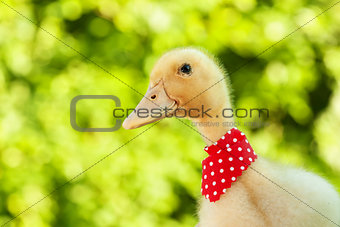 Cute yellow ducling with red scarf
