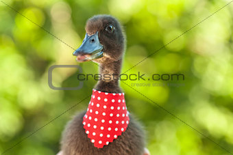Cute black ducling with elegant red scarf