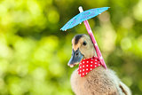 Elegant duckling with red scarf and umbrella