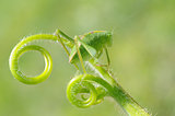Greater angle-wing katydid (Microcentrum rhombifolium) in late instar phase (juvenile)