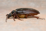 California prionus beetle (Prionus californicus) Male with conical antennae.