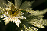 Gold leaf on dark background